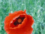 Rosso su verde